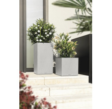 Twee moderne Lechuza plantenbakken met leisteenlook en bloeiende planten op lichte stenen trappen voor een huisingang.