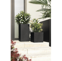 Twee antracietkleurige plantenbakken met leisteenstructuur op een buitentrap met groene planten en witte bloemen.