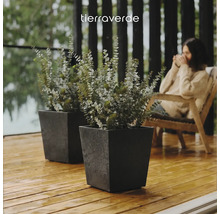 Twee vierkante gestructureerde plantenbakken met eucalyptus op een houten terras. Tierraverde Logo.