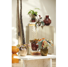 Kamerplanten zoals stippenbegonia en ludisia in decoratieve keramische potten op een stenen tafel.