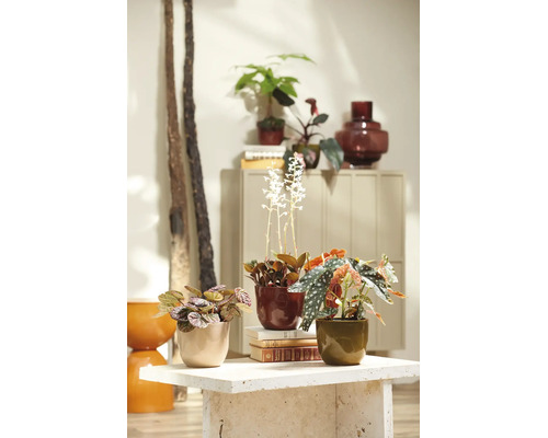 Kamerplanten, waaronder een begonia en orchidee, in keramische potten op een stenen tafel in een lichte kamer.