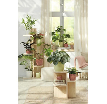 Lichte woonkamer met diverse kamerplanten in geribbelde bloempotten op houten plantenstandaards voor een raam.
