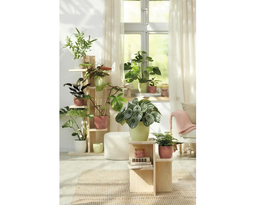 Lichte woonkamer met diverse kamerplanten in geribbelde bloempotten op houten plantenstandaards voor een raam.