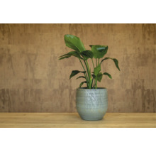 Strelitzia in een getextureerde keramische pot op een houten oppervlak voor een wand met structuur.