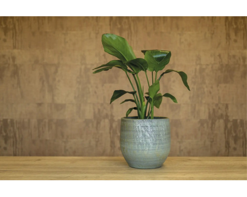 Strelitzia in een getextureerde keramische pot op een houten oppervlak voor een wand met structuur.