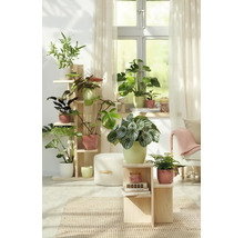 Lichte woonkamer met diverse groene kamerplanten in sierpotten op houten plantenstandaards en voor het raam.