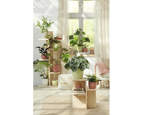 Lichte woonkamer met diverse groene kamerplanten in sierpotten op houten plantenstandaards en voor het raam.