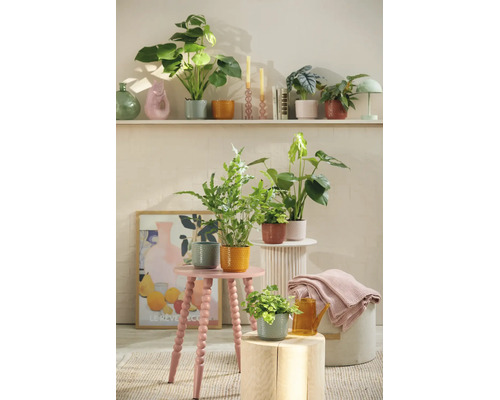 Decoratieve kamerplanten in gestructureerde keramische bloempotten op krukjes, zuilen en planken in een lichte, gezellige kamer.
