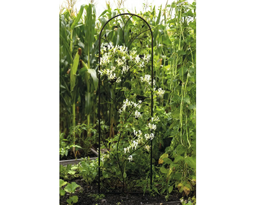 Metalen klimrek met decoratieve vogels en bladeren, begroeid met een witbloeiende klimplant in een tuin.