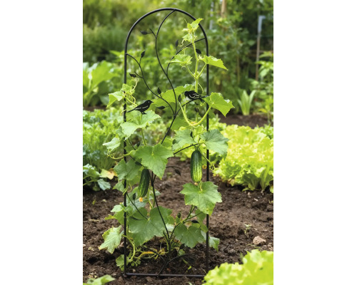 Decoratief zwart metalen klimrek met vogelmotieven in een lichte tuinbedding, die een groeiende komkommerplant met vruchten ondersteunt.