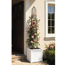 Zwarte metalen plantenzuil met een klimmende roze roos in een witte vierkante plantenbak naast een huisdeur.