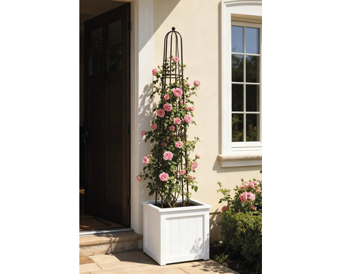 Zwarte metalen plantenzuil met een klimmende roze roos in een witte vierkante plantenbak naast een huisdeur.