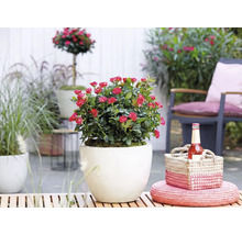Dwergroos met rode bloemen in een witte ronde bloempot op een zonnig terras met tuinmeubelen en manddecoratie.
