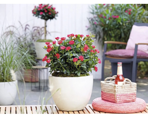Dwergroos met rode bloemen in een witte ronde bloempot op een zonnig terras met tuinmeubelen en manddecoratie.