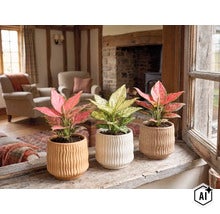 Drie Aglaonema kamerplanten in bewerkte keramieken potten op een rustieke houten vensterbank. (Image AI modified or generated)