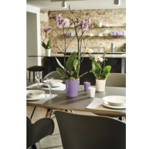 Eettafel gedecoreerd met orchideeën in plantenpotten en kaarsen voor een open keuken met bakstenen muur.