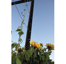 Metalen klimplantpaal met klimdraden en bloeiende gele zonnebloemen in de tuin.