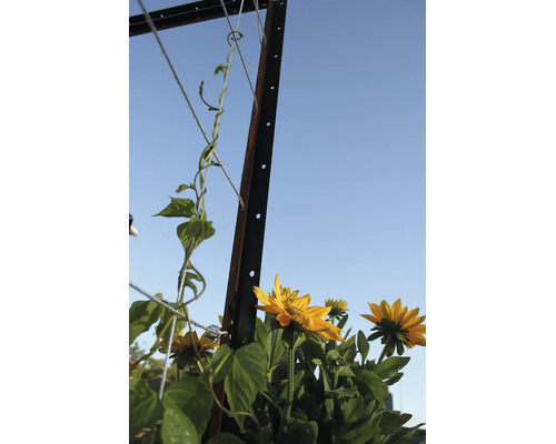 Metalen klimplantpaal met klimdraden en bloeiende gele zonnebloemen in de tuin.