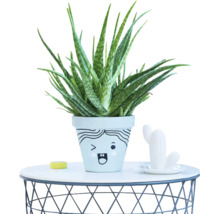 Aloe Vera plant in een bloempot met een getekend gezicht op een ronde draadtafel.