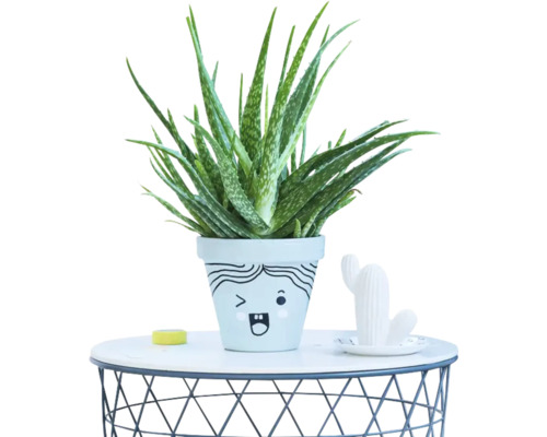 Aloe Vera plant in een bloempot met een getekend gezicht op een ronde draadtafel.