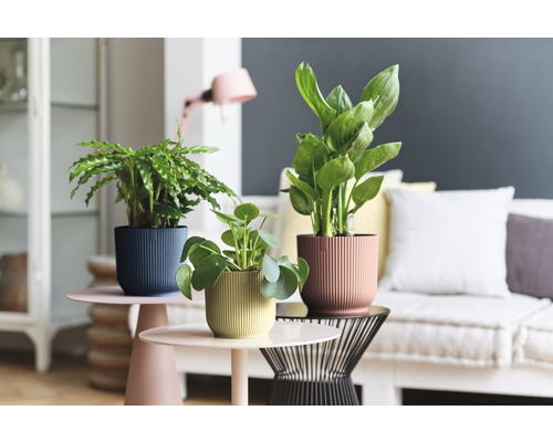 Decoratieve kamerplanten in gestructureerde potten op bijzettafels in een woonkamer