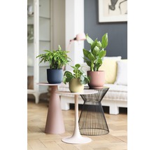 Interieur met drie kamerplanten in bloempotten op bijzettafels.