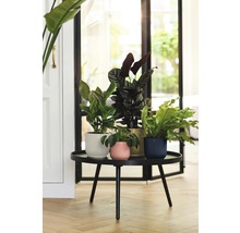 Kamerplanten in plantenbakken op een tafel in de woonkamer