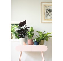 Diverse kamerplanten in plantenbakken op een tafel