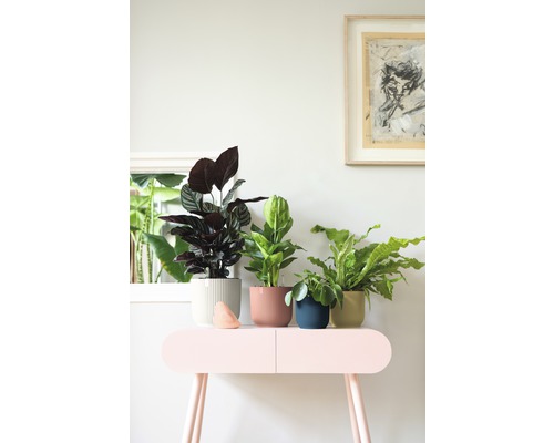 Diverse kamerplanten in plantenbakken op een tafel