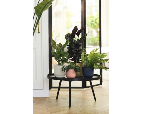 Kamerplanten in potten op een ronde tafel