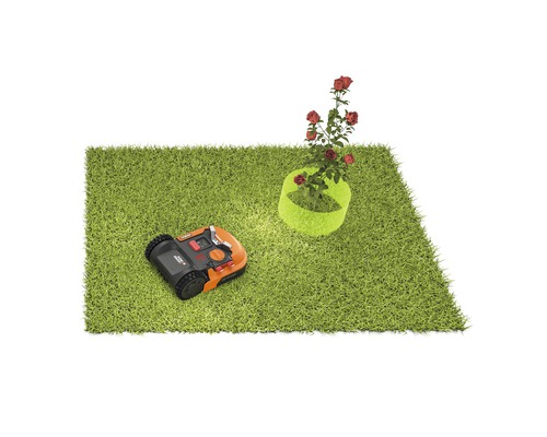 Robotmaaier op gazon met rozenstruik