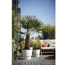 Buitenscène met twee planten in witte plantenbakken op een houten terras