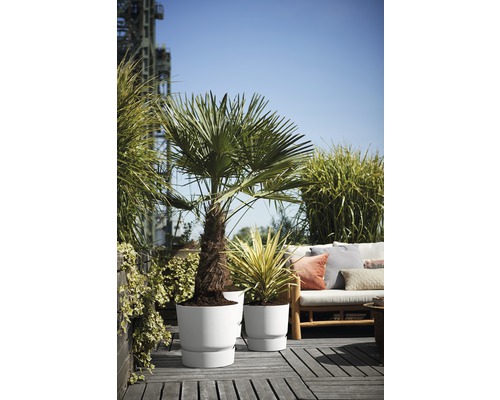 Buitenscène met twee planten in witte plantenbakken op een houten terras