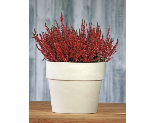 Struikheide in een pot