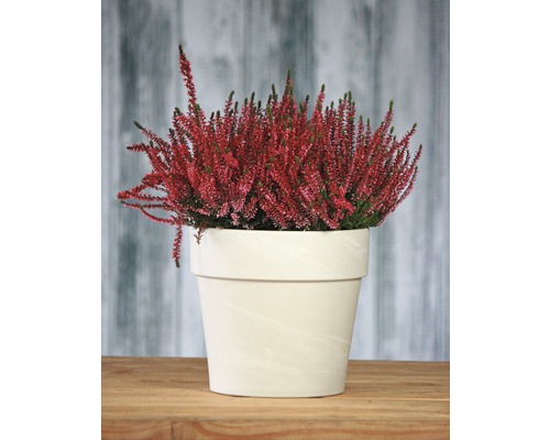 Struikheide in een pot