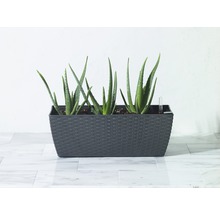 Aloë Vera planten in een antracietkleurige plantenbak met waterindicator