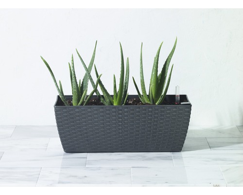 Aloë Vera planten in een antracietkleurige plantenbak met waterindicator