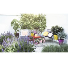 Gedecoreerde tuin met zitmeubelen en planten