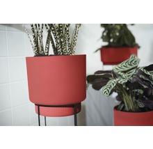 Decoratieve kamerplanten in plantenbakken op plantenstandaards