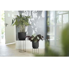 Twee kamerplanten in plantenbakken met metalen frame staan in de kamer.