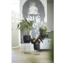 Decoratieve kamerplanten in zwarte plantenbakken met metalen standaards op een lichte houten vloer.