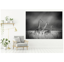 SPECIAL DECORATION Fotobehang vlies Giraffe zwart/wit 243x184 cm