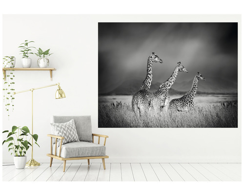 Decoratieve muurafbeelding met drie giraffen in gras in zwart-wit