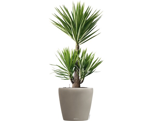 Yucca kamerplant in pot