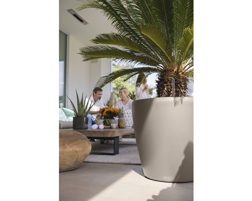 Scene met een sierpalm in een plantenbak buiten en een groep mensen op de achtergrond