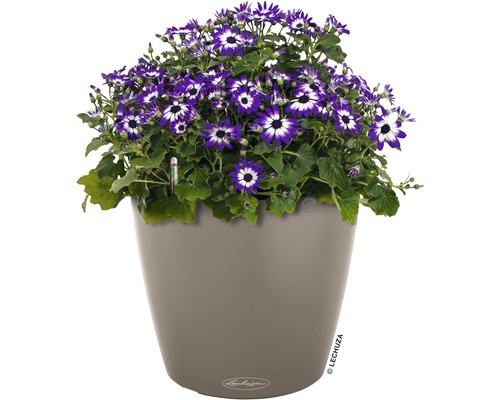 Blauw-witte cineraria in Lechuza bloempot