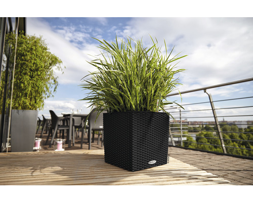 Plant in een vierkante, gevlochten plantenbak op een houten terras