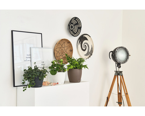 Decoratief interieur met planten, schilderijen, wandborden en een staande lamp op een witte plank