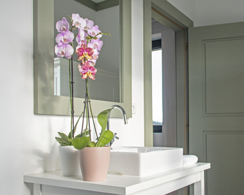 Badkamer met wastafel, spiegel en orchideeën in potten