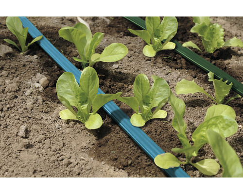 Irrigatiesysteem met sla planten in een tuinbed